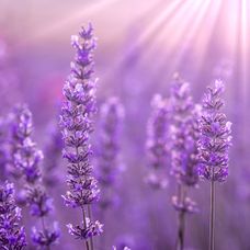 Blumen, Pflanzen