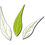 Logo Icon